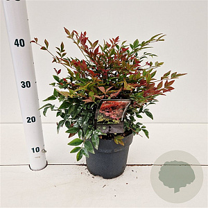 Nandina d. Obsessed 25-30 cm 2,0L