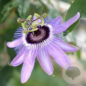 Passiflora caerulea GM C1.3 BIO