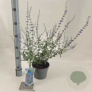 Perovskia 'Blue Spire' 30-40 cm 2,0L