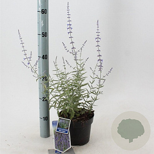 Perovskia 'Blue Spire' 30-40 cm 2,0L