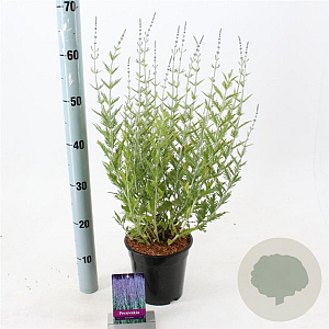 Perovskia 'Blue Spire' 30-40 cm 2,0L