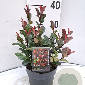 Photinia fraseri 'Little Red Robin' 25-30 cm 2,0L
