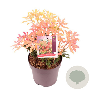 Pieris 'Forest Flame' 20-25 cm 2,0L