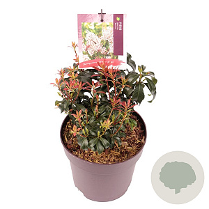 Pieris japonica 'Bonfire' 20-25 cm 2,0L