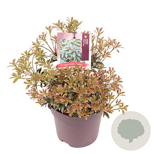Pieris jap. 'Little Heath' 20-25 cm 2,0L