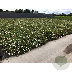 Potentilla f. 'Abbotswood' 30-40 cm C1.5