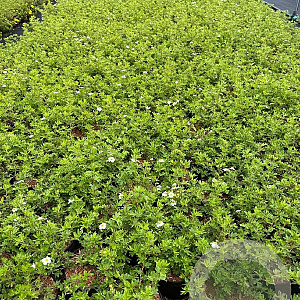 Potentilla f. 'Abbotswood' 30-40 cm C1.5
