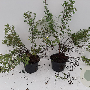 Potentilla f. 'Abbotswood' 30-40 cm C1.5