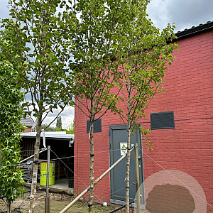 Pyrus calleryana 'Chanticleer' 14-16 HO 50L