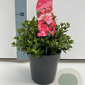 Rhododendron (AJ) 'Anouk' 20-25 cm 2,0L