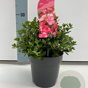 Rhododendron (AJ) 'Anouk' 20-25 cm 2,0L