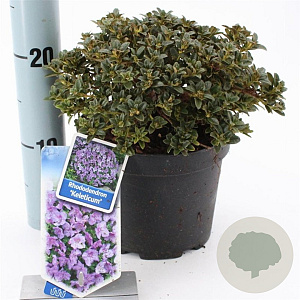 Rhododendron calostrotum keleticum 20-25 cm 2,0L