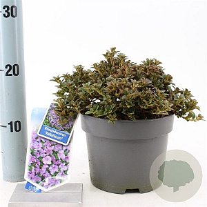 Rhododendron calostrotum keleticum 20-25 cm 2,0L