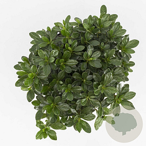 Rhododendron (AJ) Geisha Orange 20-25 cm 2,0L