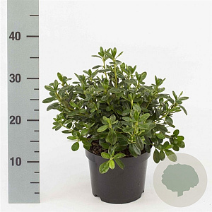 Rhododendron (AJ) 'Pleasant White' 20-25 cm 2,0L