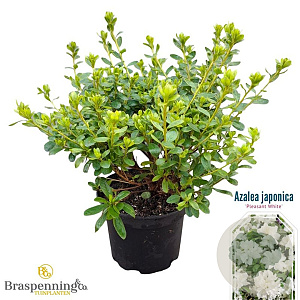 Rhododendron (AJ) 'Pleasant White' 20-25 cm 2,0L