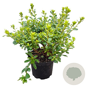 Rhododendron (AJ) 'Pleasant White' 20-25 cm 2,0L