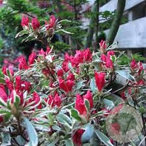 Rhododendron (AJ) 'Silver Sword' 20-25 cm 2,0L