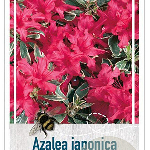 Rhododendron (AJ) 'Silver Sword' 20-25 cm 2,0L