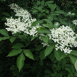 Sambucus nigra 125-150 cm met kluit struik