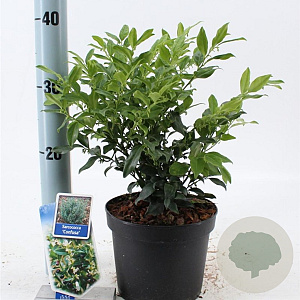 Sarcococca confusa 20-25 cm 2,0L