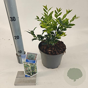 Sarcococca confusa 20-25 cm 2,0L