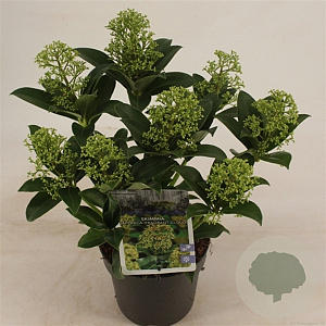 Skimmia j. 'Fragrant Cloud' 20 cm op C1.2