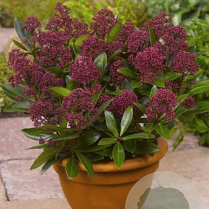 Skimmia j. Rubesta 20 cm op C1.2