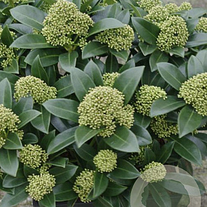 Skimmia j. White Globe 40-45 cm P22