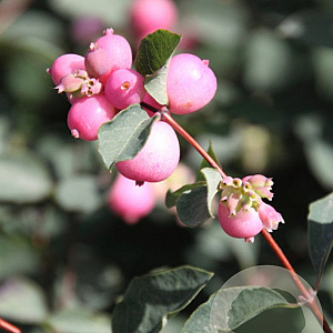 Symphoricarpos doorenbosii 125-150 cm met kluit struik