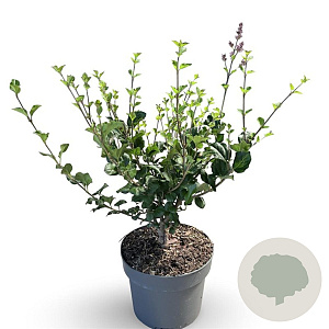 Syringa meyeri 'Palibin' 40-50 cm 4,0L