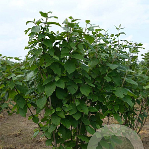 Viburnum lantana 175-200 cm met kluit struik