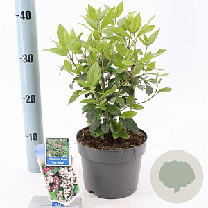 Viburnum tin. 'Eve Price' 25-30 cm 2,0L