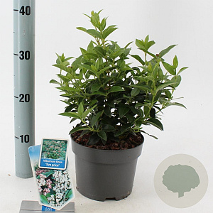 Viburnum tin. 'Eve Price' 25-30 cm 2,0L