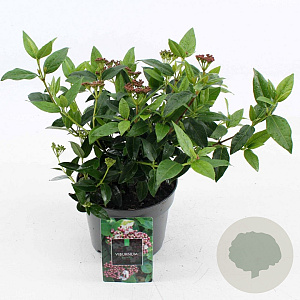 Viburnum tin. 'Eve Price' 25-30 cm 2,0L