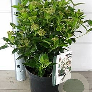 Viburnum tin. 'Eve Price' 40-50 cm P26