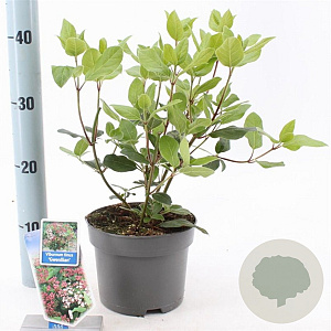 Viburnum tin. 'Gwenllian' 25-30 cm 2,0L