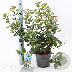 Viburnum tin. 'Gwenllian' 25-30 cm 2,0L