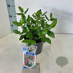 Viburnum tin. 'Gwenllian' 25-30 cm 2,0L