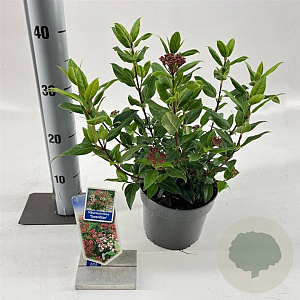 Viburnum tin. 'Gwenllian' 25-30 cm 2,0L