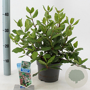 Viburnum tin. 'Gwenllian' 25-30 cm 2,0L