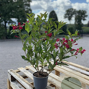 Weigela 'Red Prince' 40-60 cm 2,0L