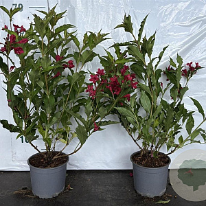 Weigela 'Red Prince' 40-60 cm 2,0L