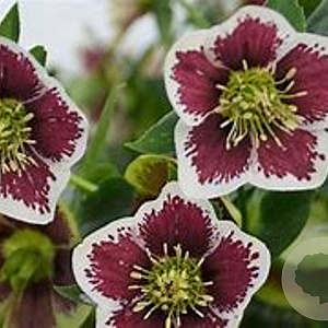 Helleborus o. 'Pr. Ellen Spotted' GM C1 BIO