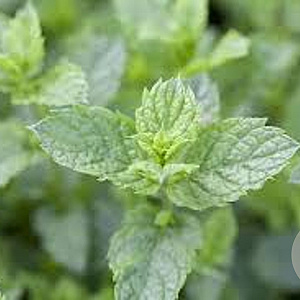 Mentha spicata 'Moroccan' GM C1 BIO