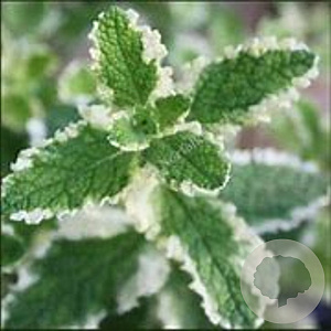 Mentha suaveolens 'Pineapple Mint' GM C1 BIO