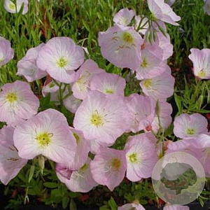 Oenothera speciosa 'Siskiyou' GM C1 BIO