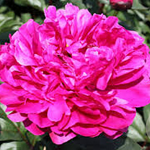 Paeonia (LD) 'Red Sarah Bernhardt' GM C1.3 BIO