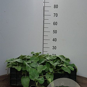 Phlomis russeliana GM C1 BIO