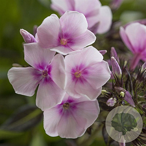 Phlox (P) 'Charlotte' GM C1.3 BIO